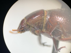 Lariversius tibialis