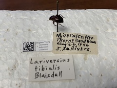 Lariversius tibialis