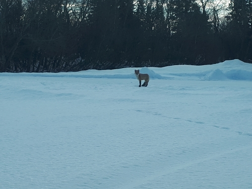Red Fox observed by michael38538