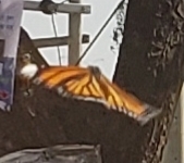 Common Tiger Butterfly