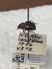 Lariversius tibialis