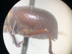 Lariversius tibialis