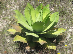 Agave cupreata