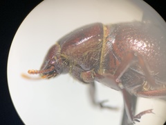 Lariversius tibialis