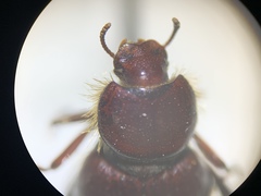 Lariversius tibialis