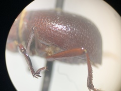 Lariversius tibialis