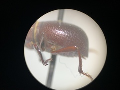 Lariversius tibialis