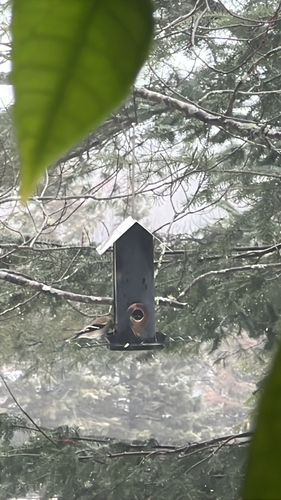 American Goldfinch observed by naturelifenb