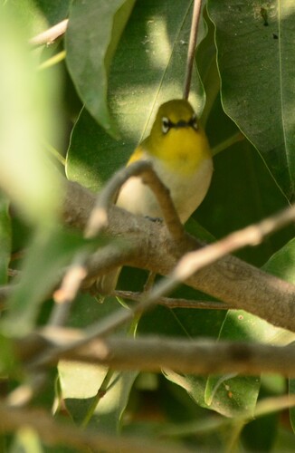 Indian White-eye (Zosterops palpebrosus), photo 2