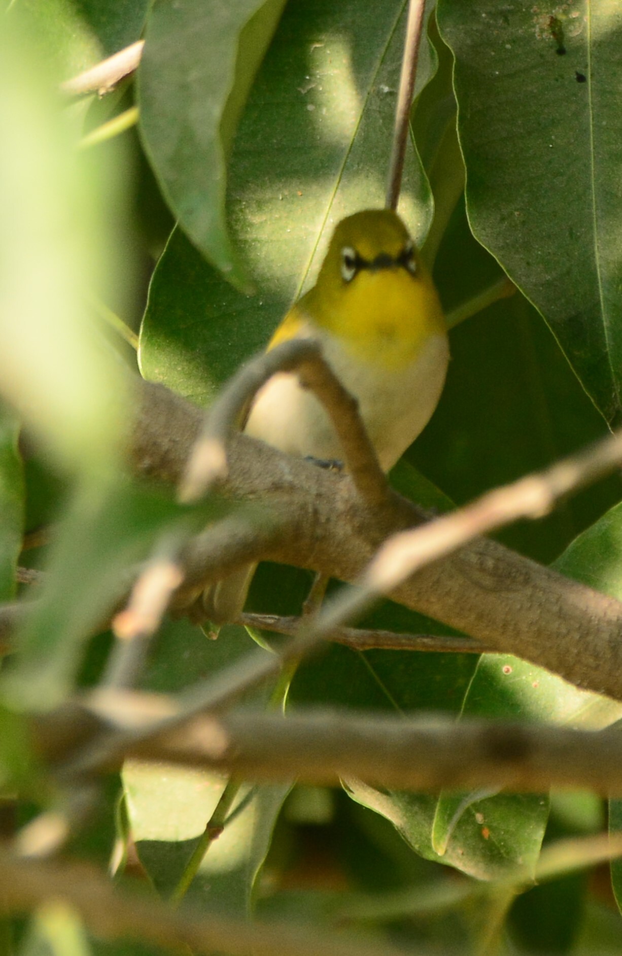 Indian White-eye (Zosterops palpebrosus), photo 2