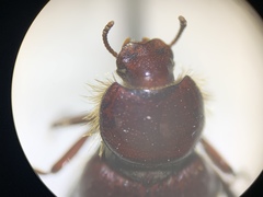 Lariversius tibialis