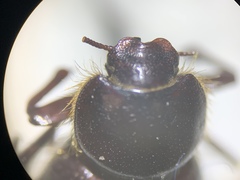 Lariversius tibialis