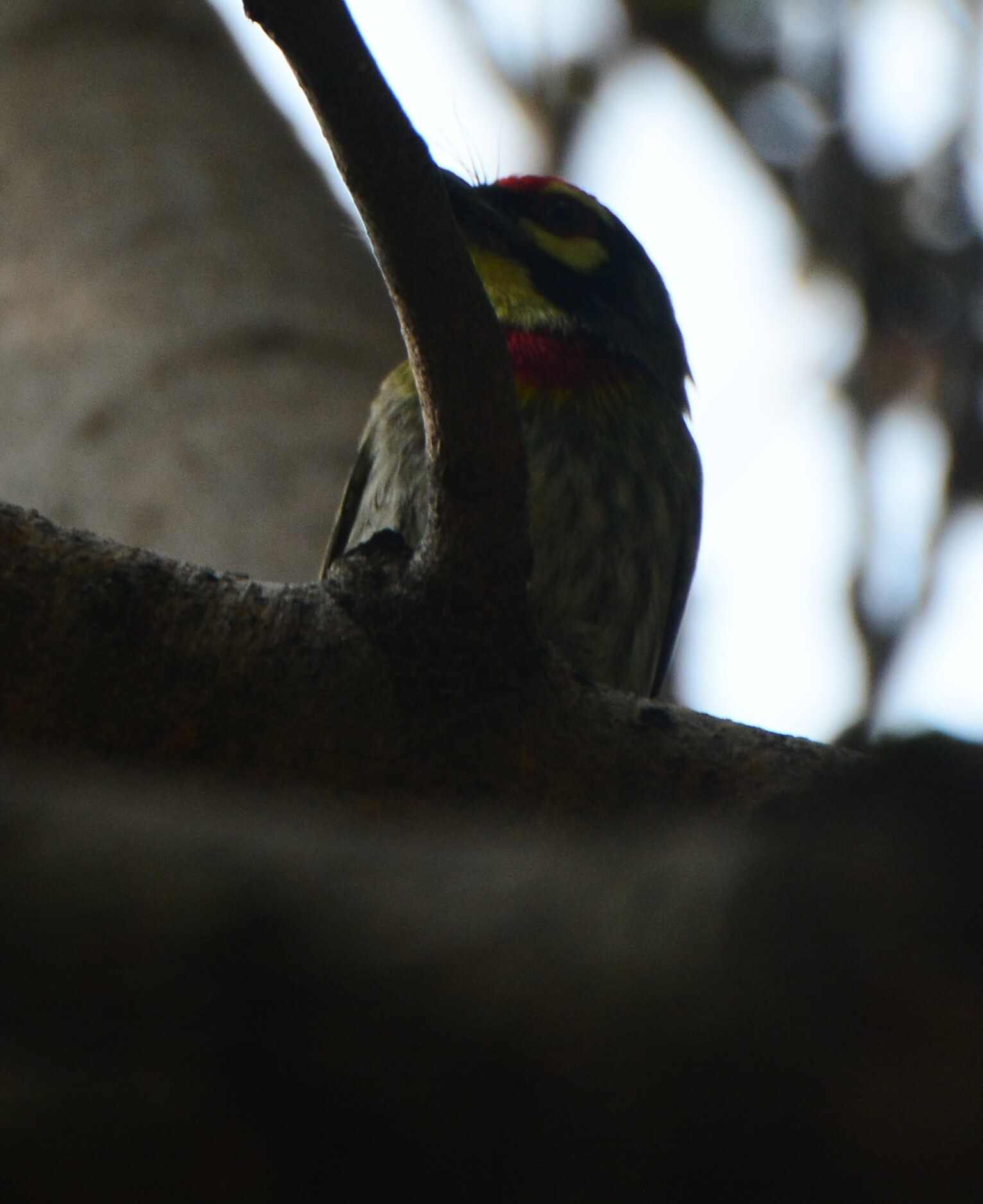Coppersmith Barbet (Psilopogon haemacephalus), photo 8
