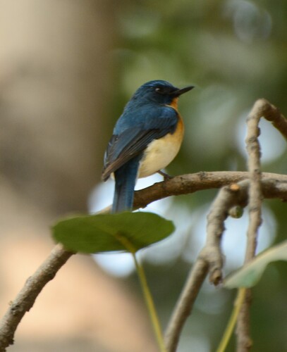 Tickell's Blue Flycatcher (Cyornis tickelliae), photo 1