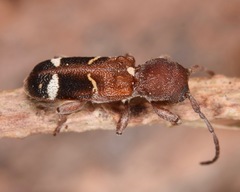 Psenocerus supernotatus