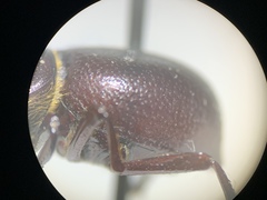 Lariversius tibialis