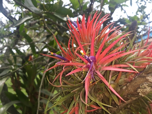 Image of Tillandsia ionantha by (c) Victor De la Cruz, some rights reserved (CC BY)