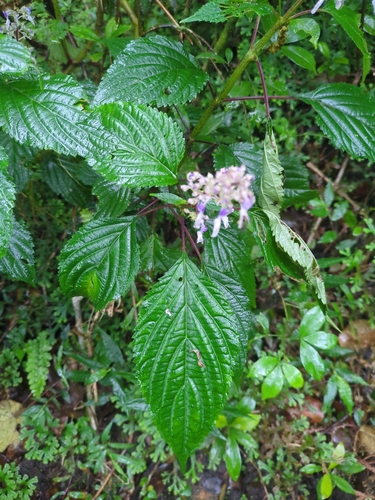 Malabar Hullwort (Coleus malabaricus)