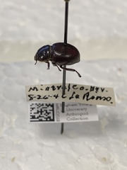 Lariversius tibialis