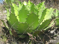 Agave cupreata