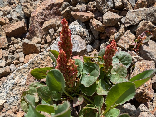alpine sorrel (Oxyria digyna)