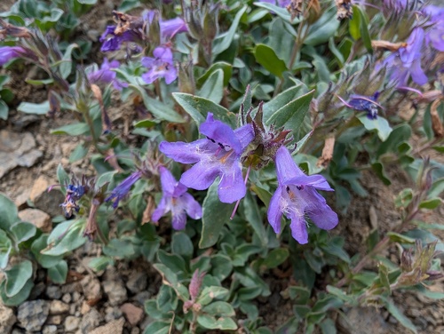 Harbour's Beardtongue (Penstemon harbourii)
