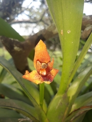 Maxillaria elatior