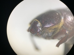 Lariversius tibialis