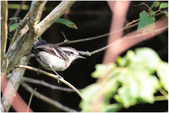 Formicivora melanogaster