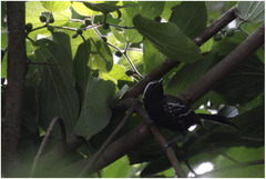 Formicivora melanogaster