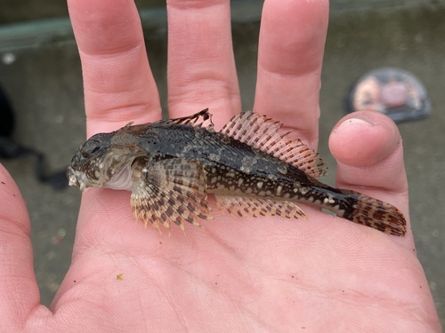 Padded sculpin (Artedius fenestralis) — Cottidae — 3