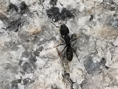 Ectomomyrmex