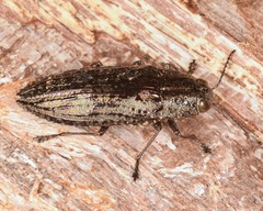 Texania campestris