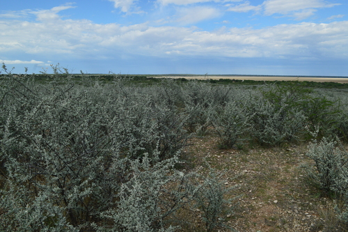 trumpet thorn