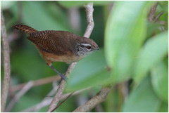 Cantorchilus leucotis