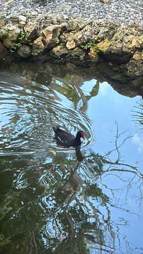 Antillean Gallinule observed by chriscoe
