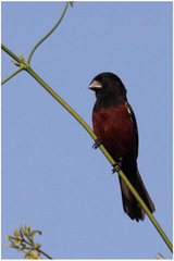 Sporophila angolensis