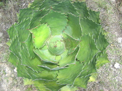 Agave cupreata