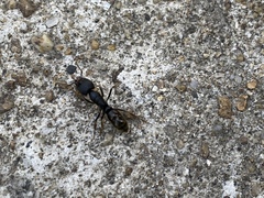 Ectomomyrmex
