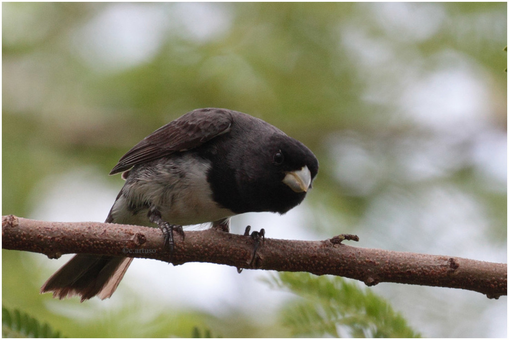 papa-capim-de-costas-cinza (Sporophila ardesiaca)