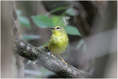 Myiothlypis flaveola