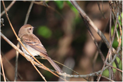 Cnemotriccus fuscatus