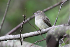 Myiopagis caniceps