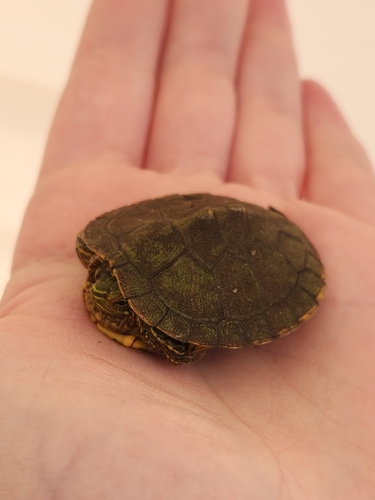 Pond Slider observed by cdarr30