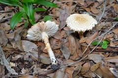 Saproamanita nauseosa