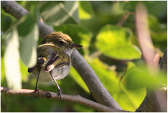 Hemitriccus nidipendulus