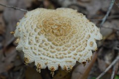 Saproamanita nauseosa