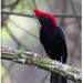 Helmeted Manakin - Photo (c) Christian Artuso, some rights reserved (CC BY-NC-ND), uploaded by Christian Artuso