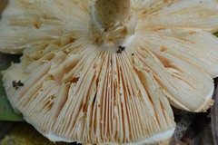 Saproamanita nauseosa