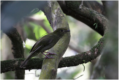 Antilophia galeata